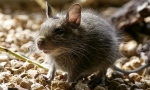 Šta i koliko za nahraniti degu koji jede čileanske proteine ​​kod kuće